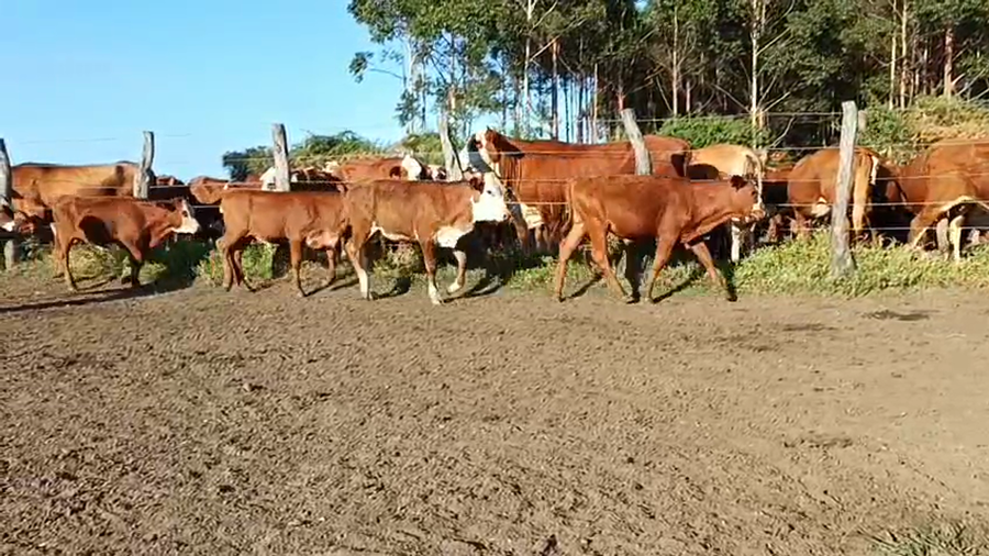 Lote 50 Terneros/as en Corrientes, Mocoretá