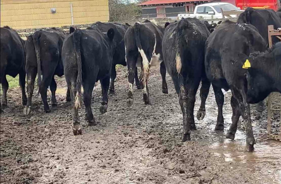 Lote 14 Vaquilla Engorda en Purranque, X Región Los Lagos