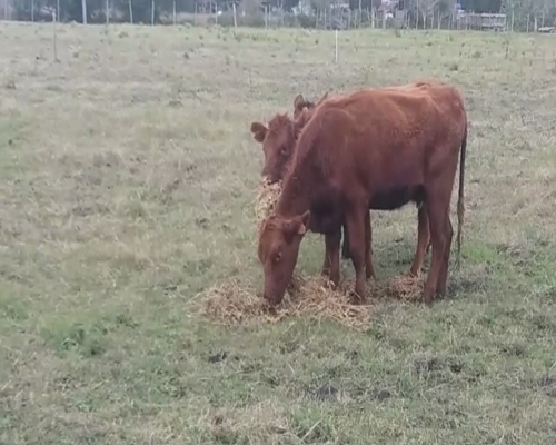 Lote Terneras