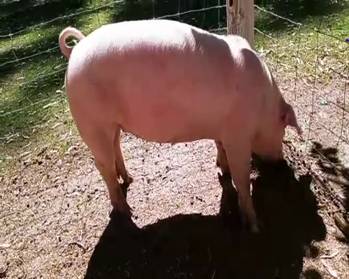 Lote LOTE 39 - HEMBRA LANDRACE X YORKSHIRE - RP 100