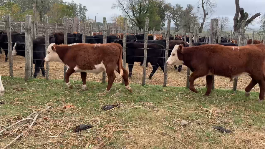 Lote 6 Novillos 1 a 2 años en Melo, Cerro Largo