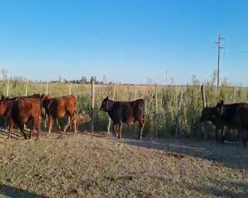 Lote 40 Terneros/as en Chascomús, Buenos Aires