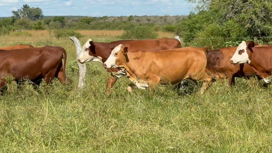 Lote 90 Vaquillonas P/ Servicio  en Corrientes, Mercedes