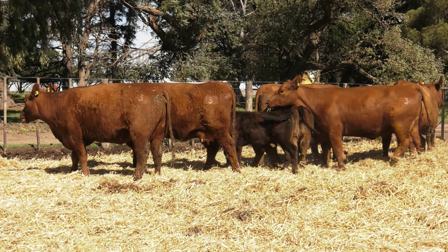 Lote VACAS PC DE 2 PARICION CON CRIA AL PIE