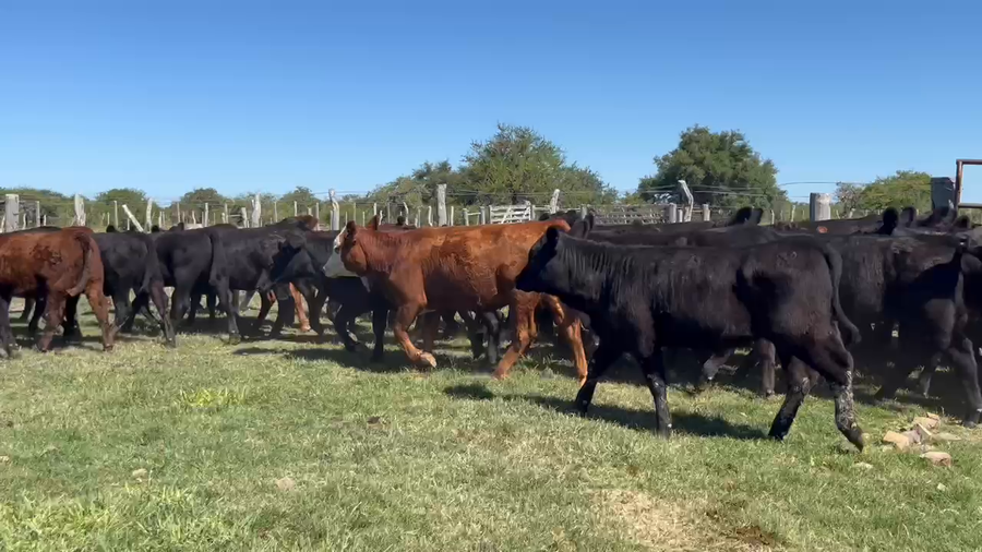 Lote 70 Terneras