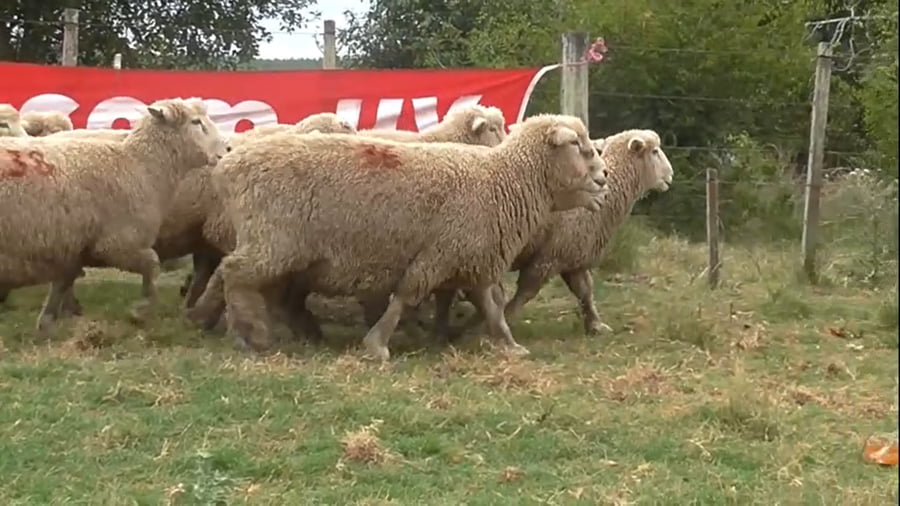 Lote 9 Borregos 4 y 6 dtes MO