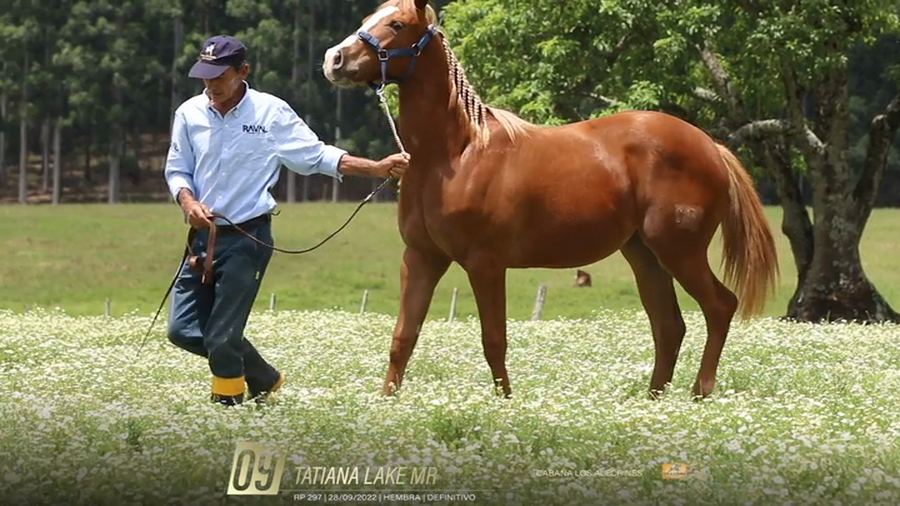 Lote Yeguarizos a remate en 6° Remate Especial de Velocidad, Montevideo