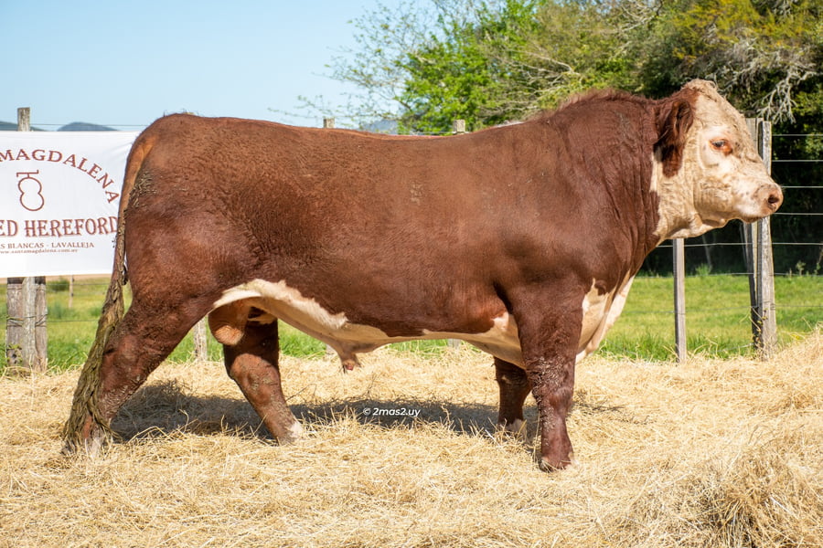 Lote TOROS SANTA MAGDALENA