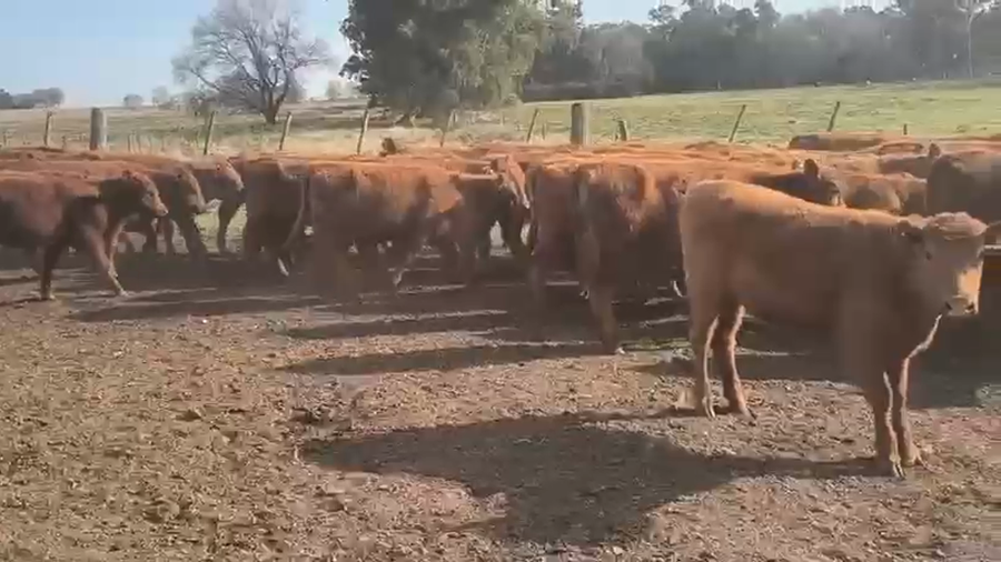 Lote 75 Terneras en Buenos Aires, Carhue