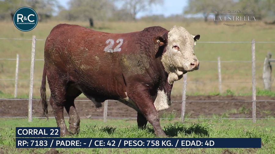 Lote Toro Braford
