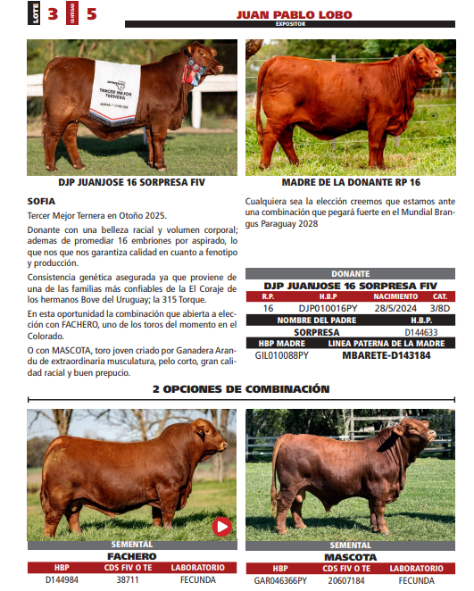 Lote LOTE 3