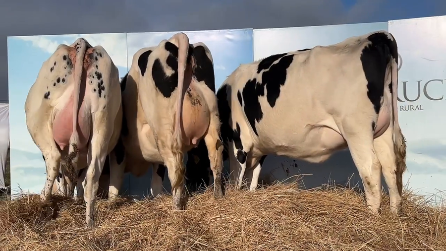 Lote VACAS PRÒXIMAS CABAÑA MANGADO