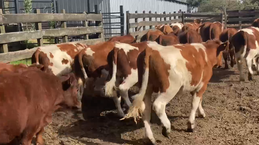 Imagen 5 del Lote Lote 32 Novillo Engorda en Osorno, X Región Los Lagos