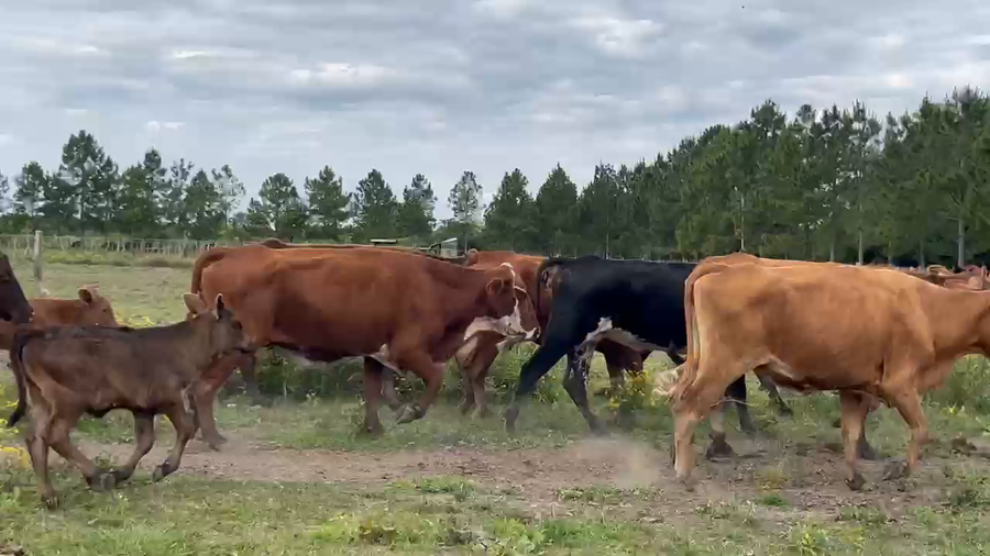 Lote 70 Vacas nuevas C/ cria en Corrientes, San Cosme