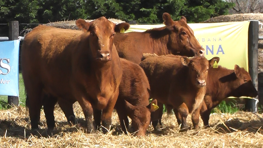 Lote VACAS PC ANGUS COLORADAS CON CRIA AL PIE Y PREÑADAS