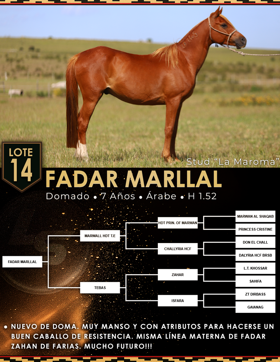 Lote FADAR MARLLAL