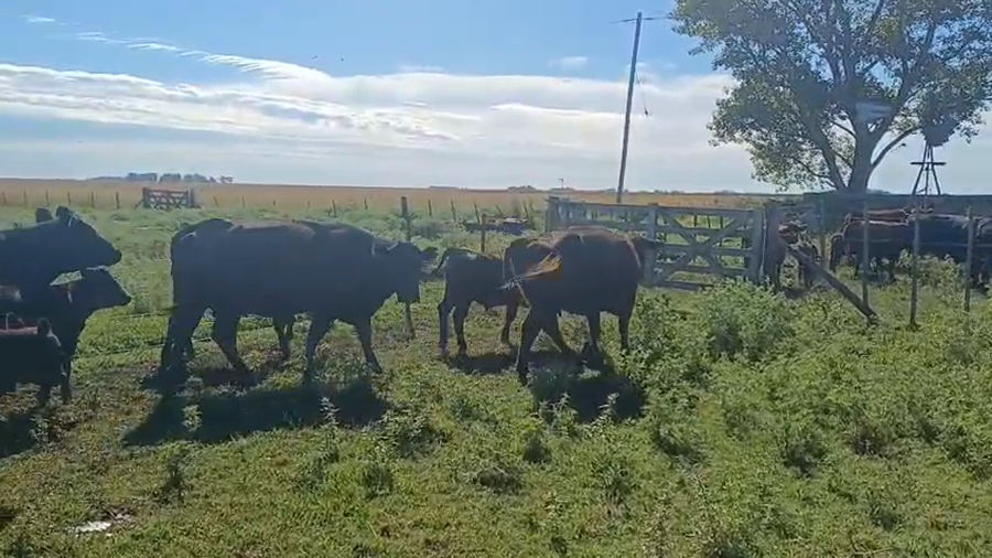 Lote 18 Vacas con Cría