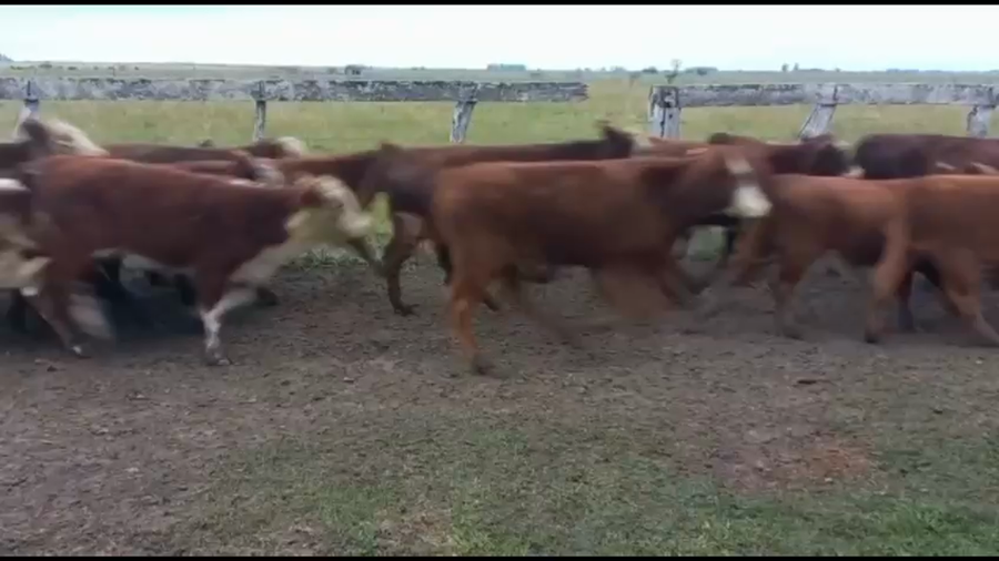 Lote 75 Terneras en San Salvador, Entre Ríos