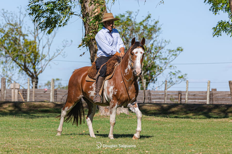Lote MI PATRON DE LA COLINA