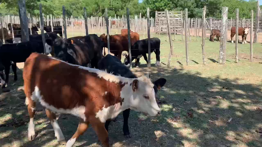 Lote 12 Terneras en Melo, Cerro Largo
