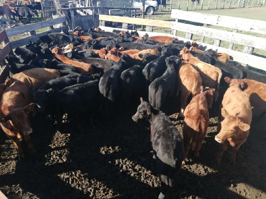 Lote 130 Terneros/as en Entre Ríos, Federal