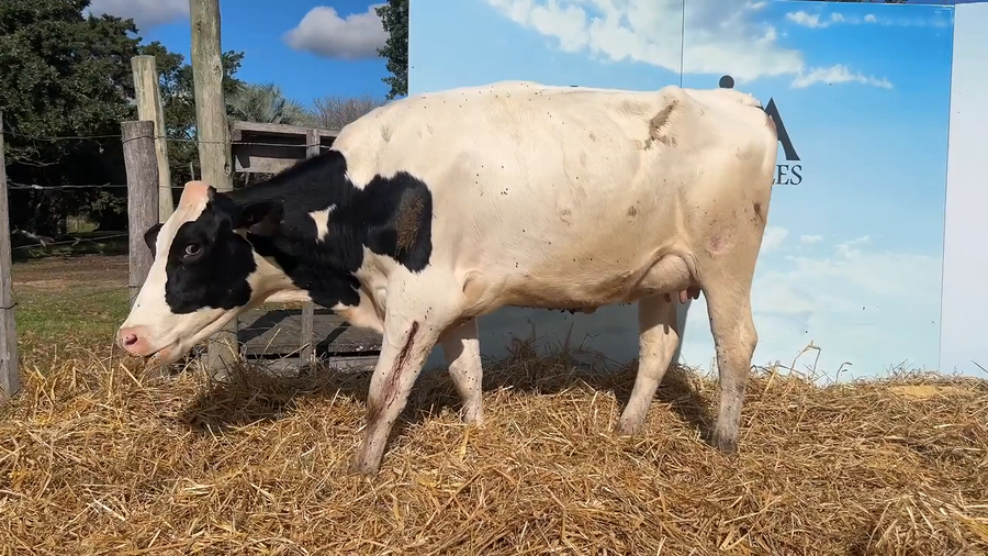 Lote VACAS PARIDAS CABAÑA MALKE-KO