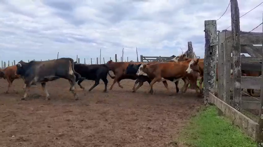 Lote 140 Terneros/as