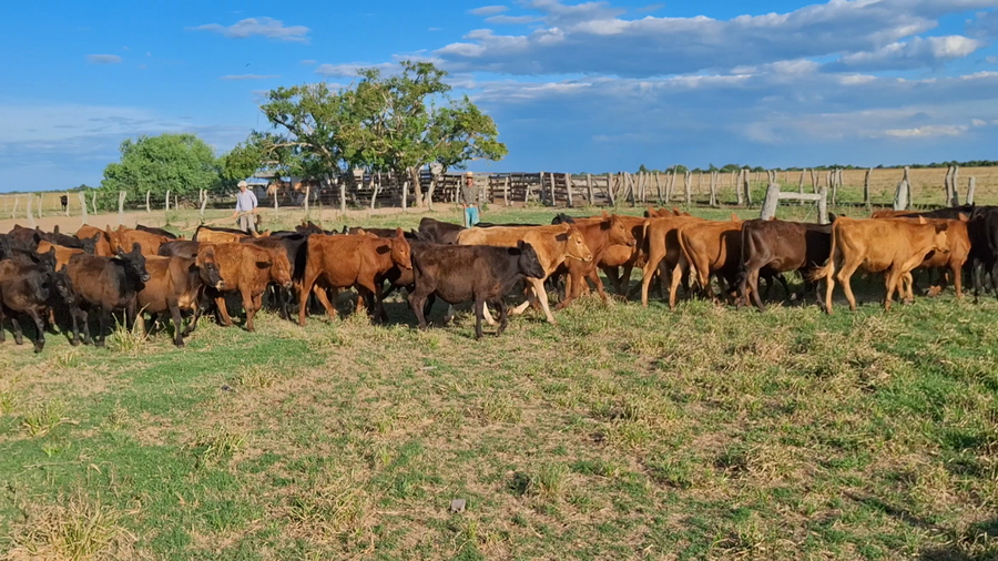 Lote 65 Terneros en Corrientes, Goya