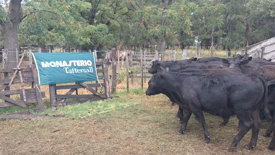 Lote 80 Terneros SALADILLO