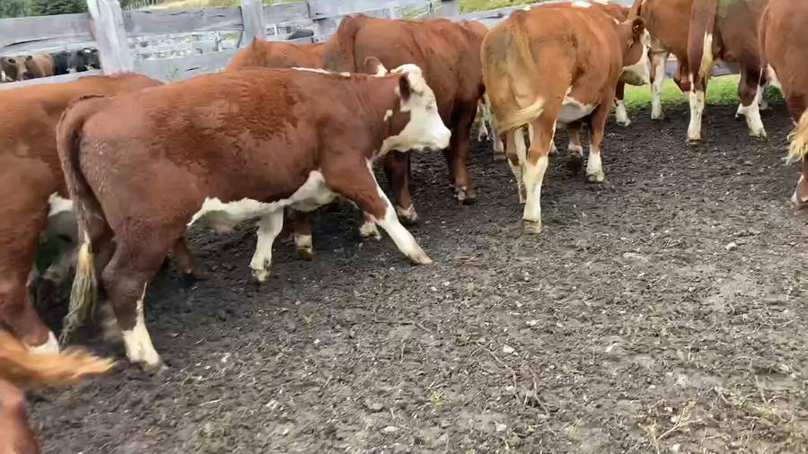 Lote 24 Novillo Engorda en Chile Chico, XI Región Aysén