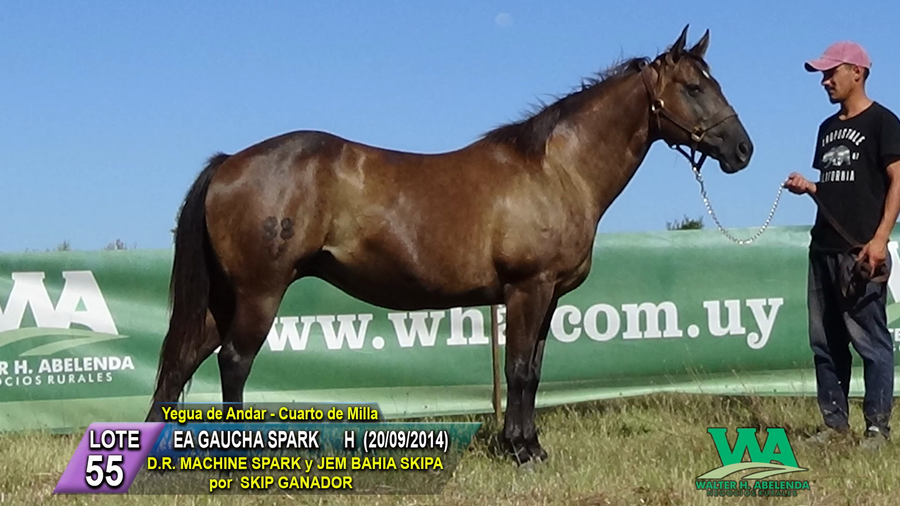 Lote EA GAUCHA SPARK