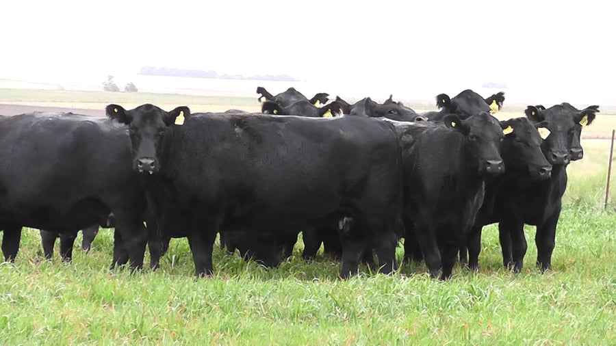 Lote VACAS A. ANGUS NEGRAS   P. CONTROLADAS C/ GTIA DE PREÑEZ