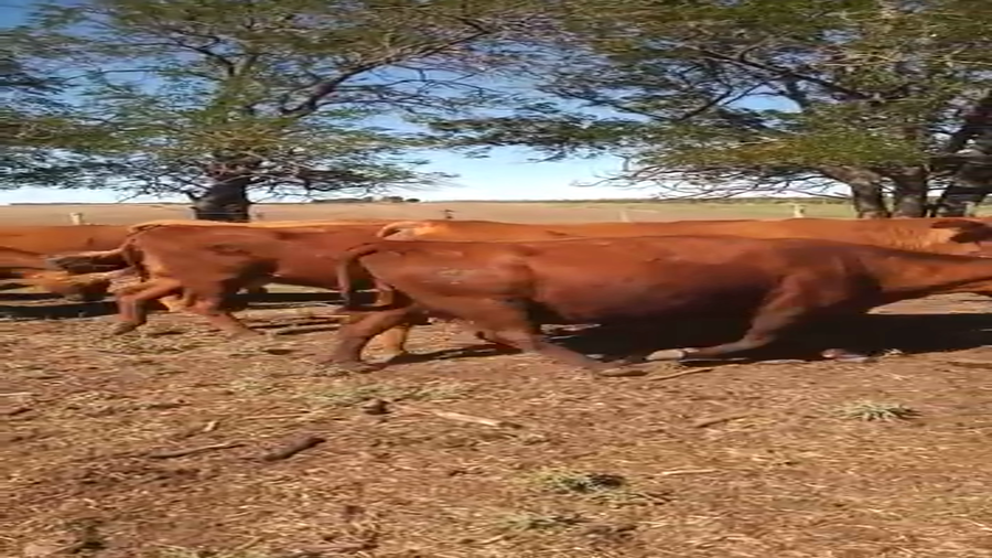 Lote 17 Vacas usadas preñadas en Pigüé, Buenos Aires