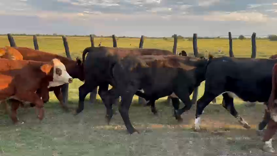 Lote 65 Novillitos