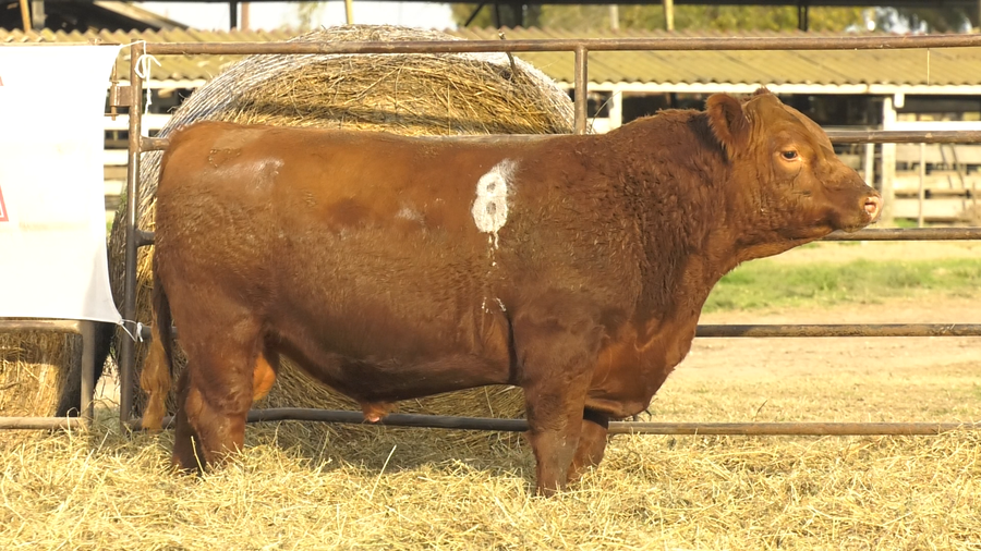 Lote TOROS ANGUS COLORADOS  PC