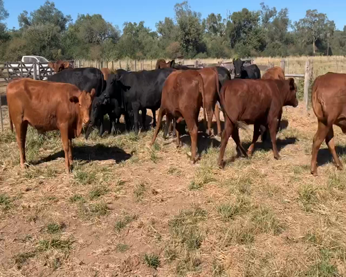 Lote 59 Vaquillonas en Los Pirpintos, Santiago del Estero