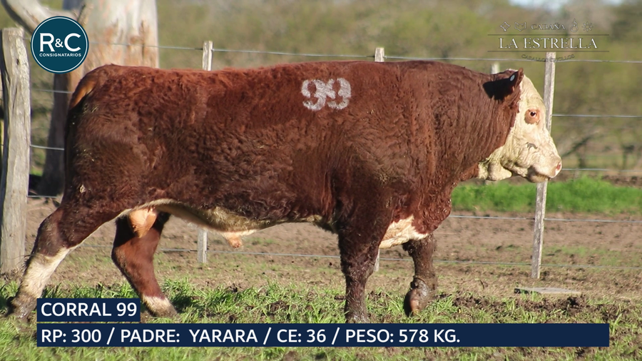 Lote Toro Hereford