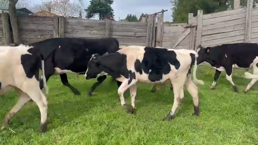 Lote 10 Novillos a remate en Pantalla Camy, San José