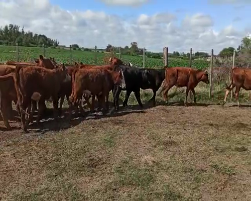 Lote TERNEROS