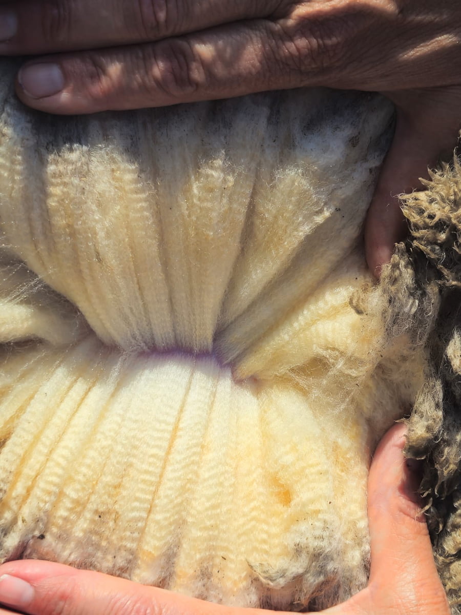 Lote (Vendido)Carneros a remate en Subasta Online - Nambi Guasu, Lavalleja