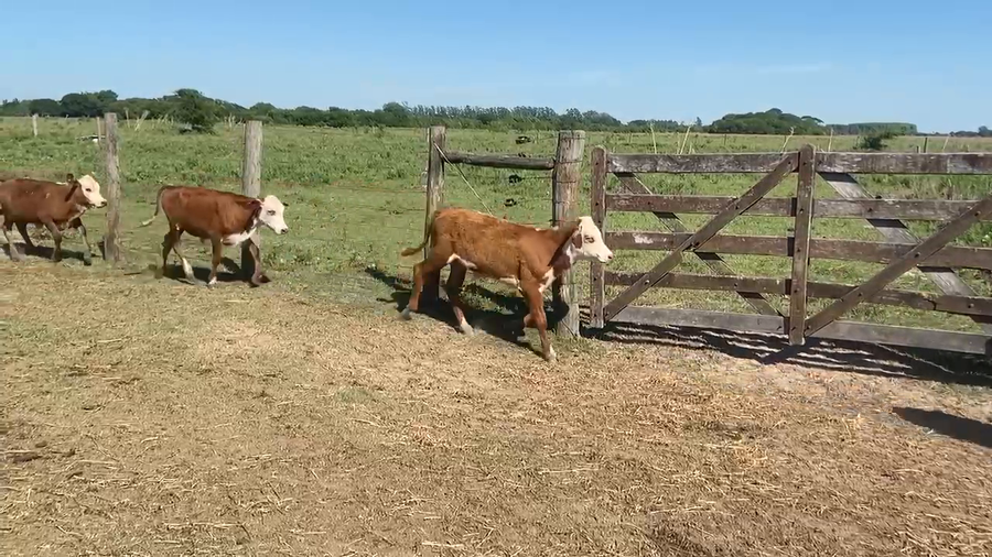 Lote 40 Terneros/as en Corrientes, Saladas