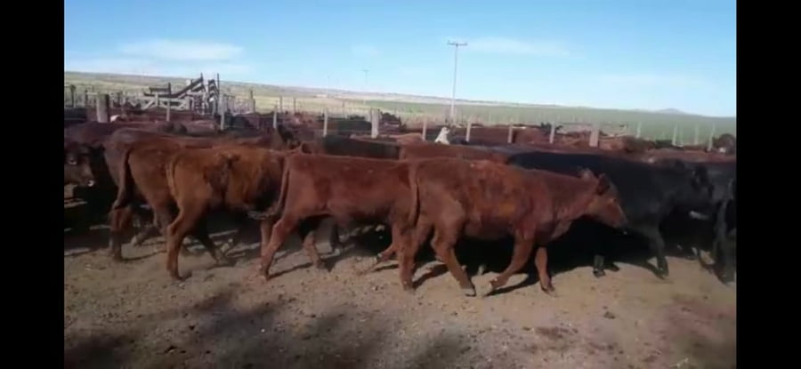 Lote Vaquillonas Angus, Shorthorn y Caretas , en Sierra de la Ventana, PBA.-