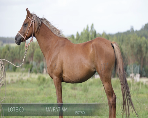 Lote MA FATIMA