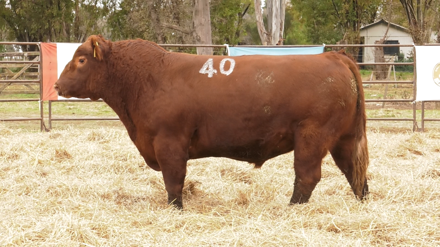 Lote TOROS ANGUS COLORADOS  PC