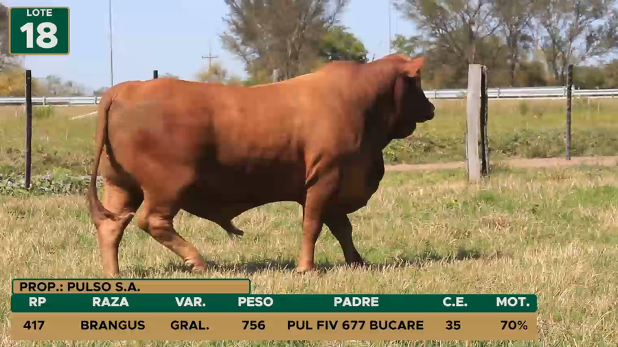 Lote TOROS LOTE 18