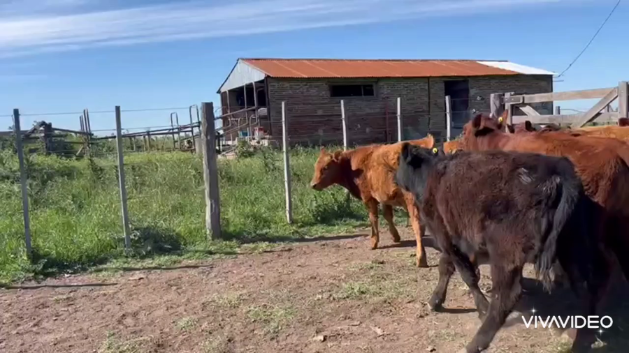 Lote 12 Terneros/as en Navarro, Buenos Aires