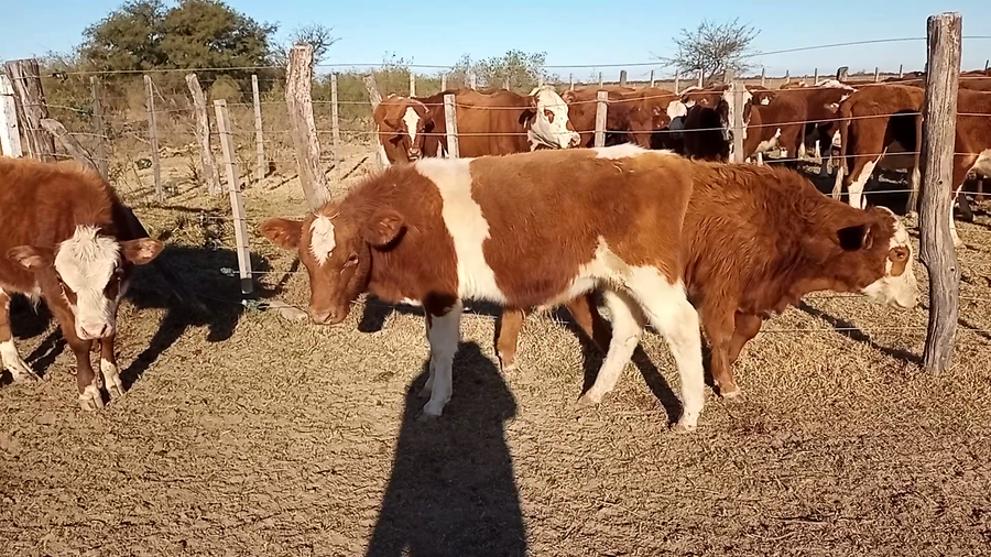 Lote 10 Terneros en Las Palmeras, Santa Fe