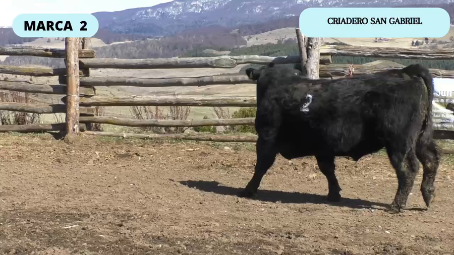 Lote 1 Toro en Coyhaique, XI Región Aysén