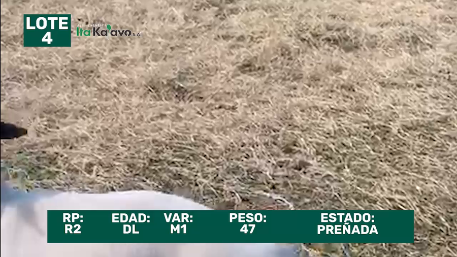 Lote LOTE 4