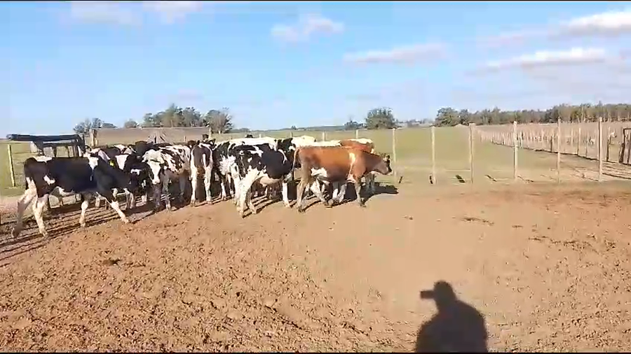 Lote novillos hol 18